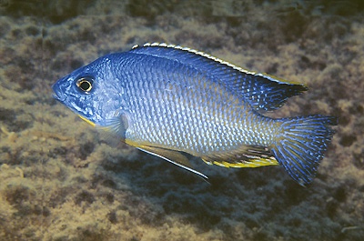 Protomelas taeniolatus 'Mumbo Island'